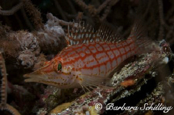 Longnosehawkfish not shy at all! Taken with a Canon EOS 2... by Barbara Schilling 